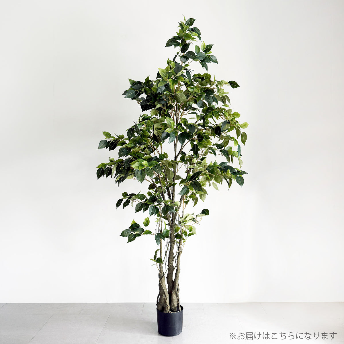 【大型フェイクグリーン】クラッシック フィカス 180cm 2