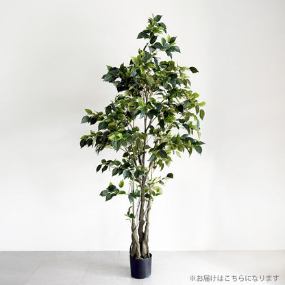 【大型フェイクグリーン】クラッシック フィカス 180cm 2