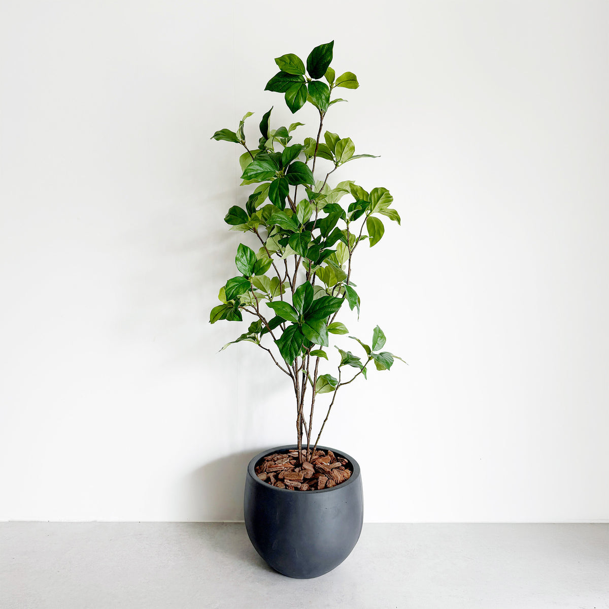 【大型フェイクグリーン】ドウダン 100cm CEMENT POT / GL 2