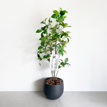 【大型フェイクグリーン】ドウダン 100cm CEMENT POT / GL 9