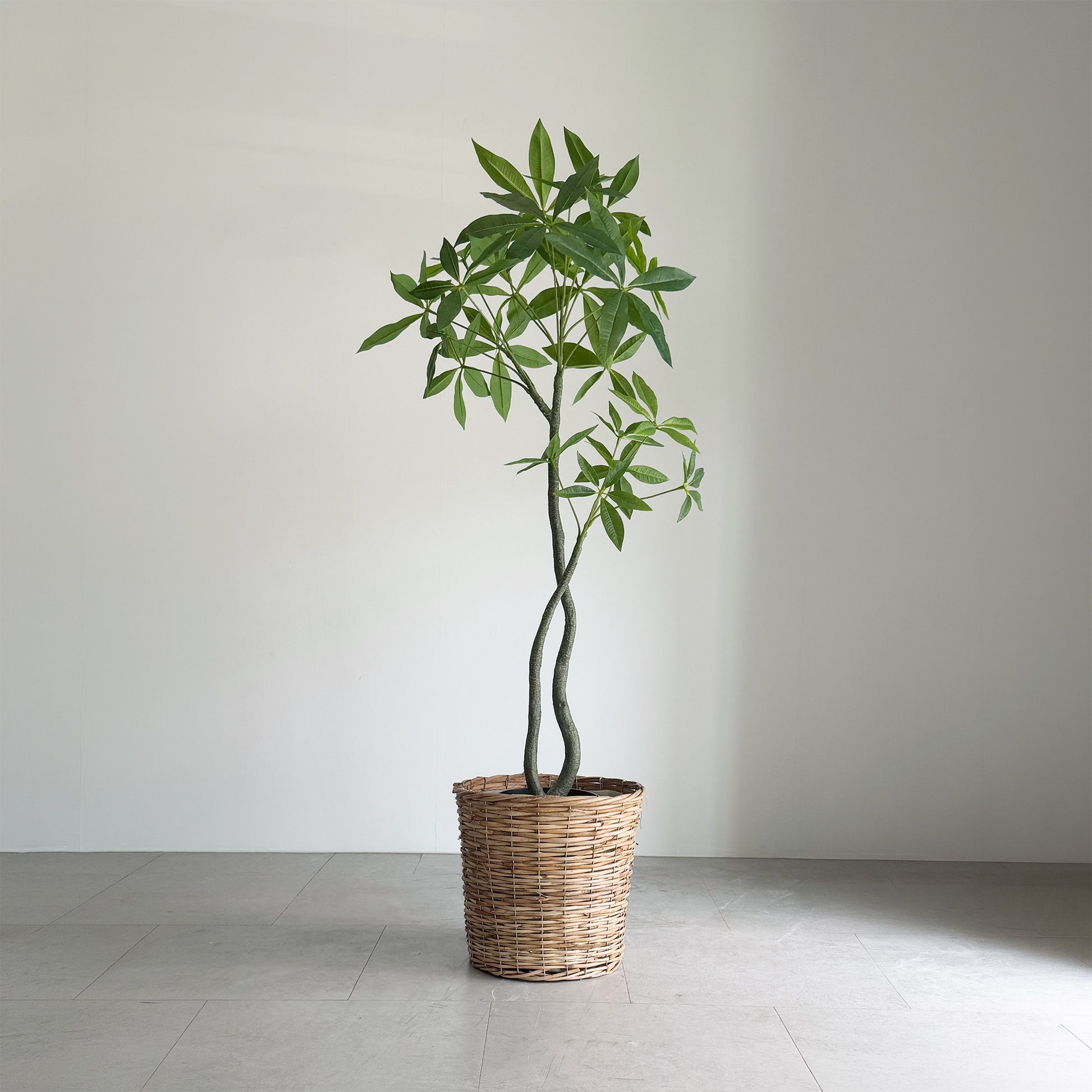 【大型フェイクグリーン】パキラ 120cm 1