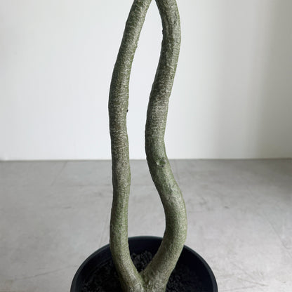 【大型フェイクグリーン】パキラ 120cm 6