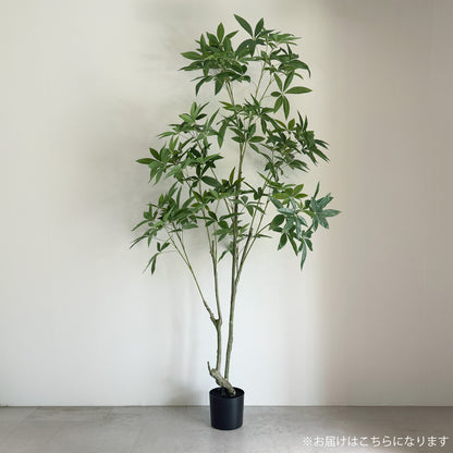 【大型フェイクグリーン】パキラ 210cm 2