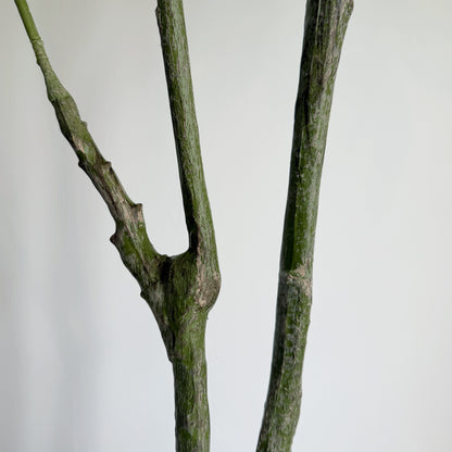 【大型フェイクグリーン】パキラ 210cm 5