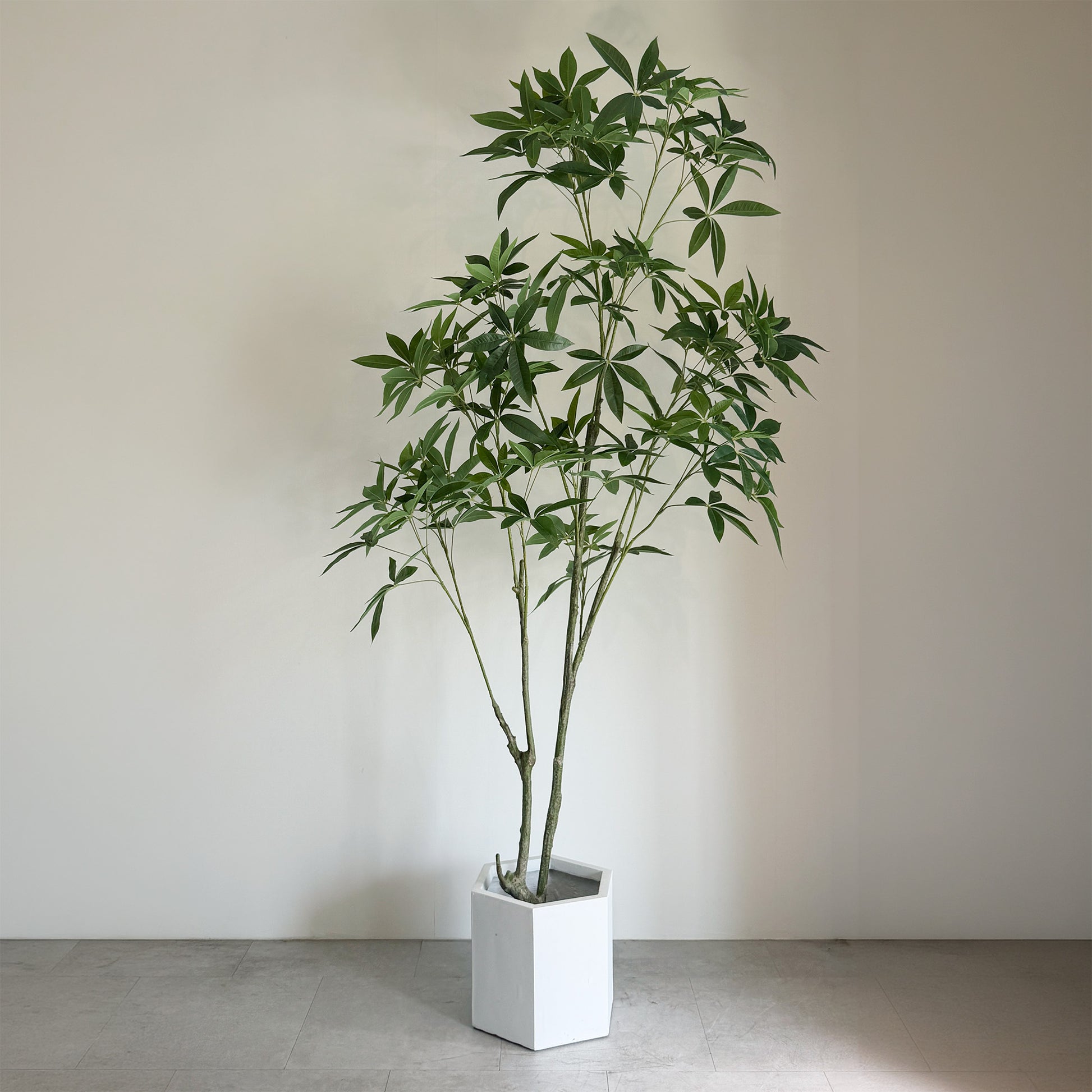 【大型フェイクグリーン】パキラ 210cm 8