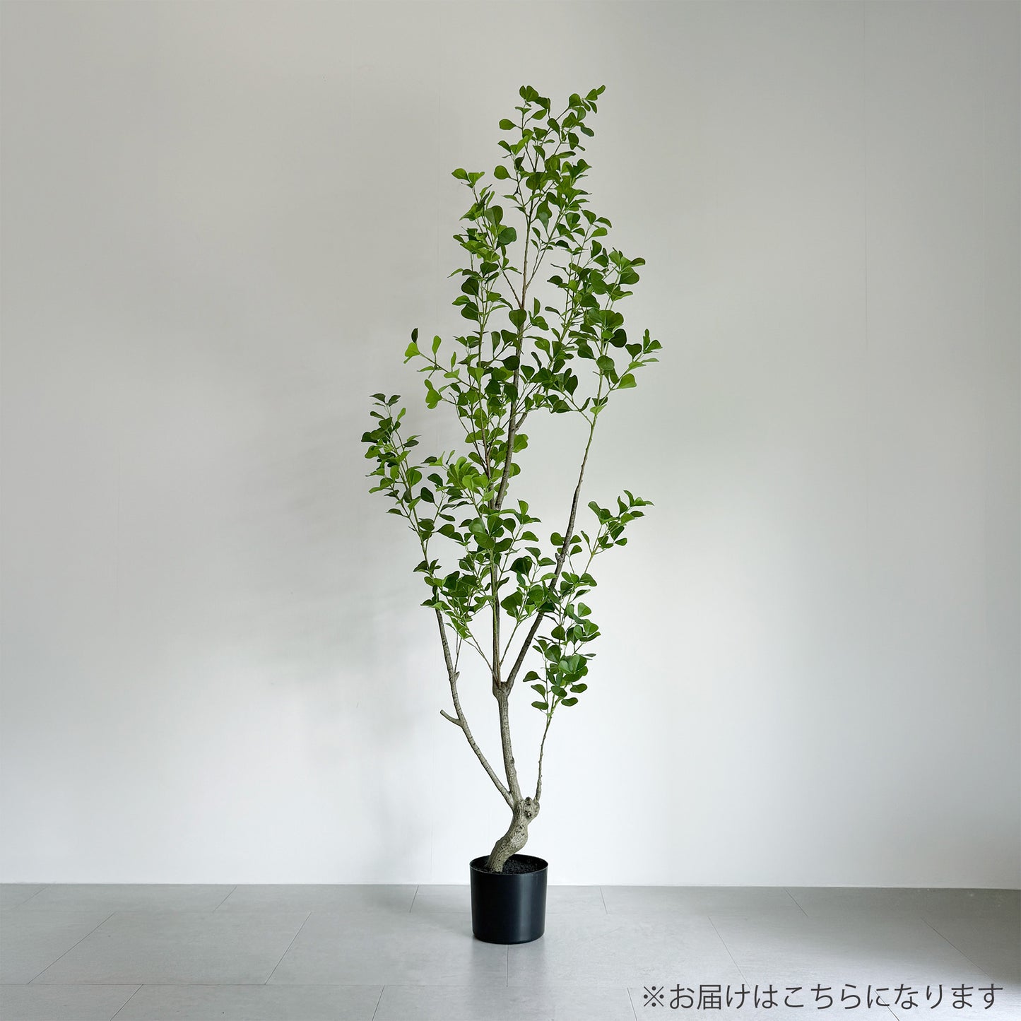 【大型フェイクグリーン】トライアンギュラス 180cm 2