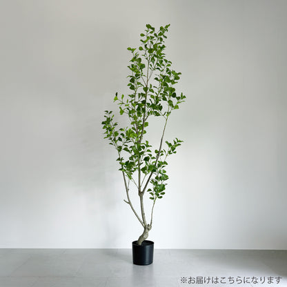 【大型フェイクグリーン】トライアンギュラス 180cm 2