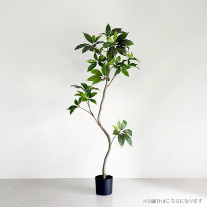 【大型フェイクグリーン】ツピタンサス 157cm 2