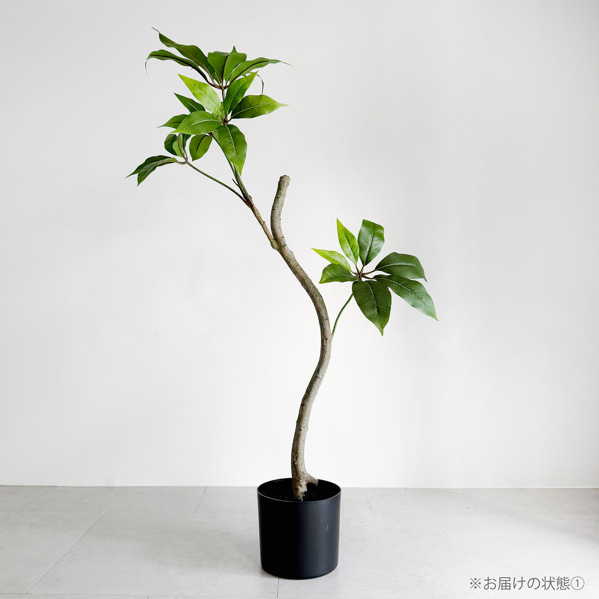 【大型フェイクグリーン】ツピタンサス 157cm 3