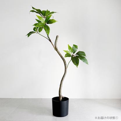 【大型フェイクグリーン】ツピタンサス 157cm 3