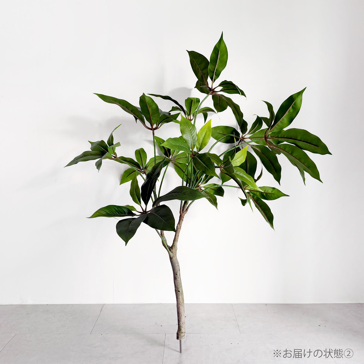 【大型フェイクグリーン】ツピタンサス 157cm 4