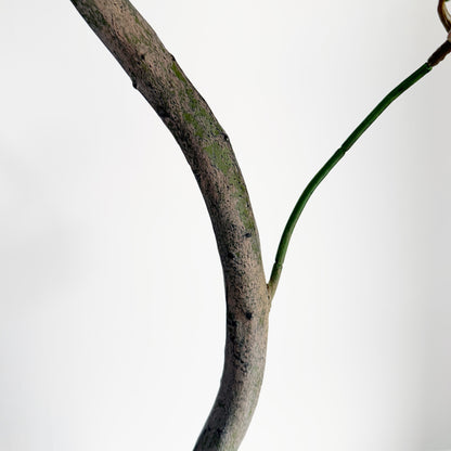 【大型フェイクグリーン】ツピタンサス 157cm 9