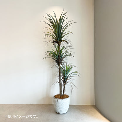 ウッド風ポットカバー ホワイトの使用例。高さ180cmのドラセナ・コンシンネとコーディネート。