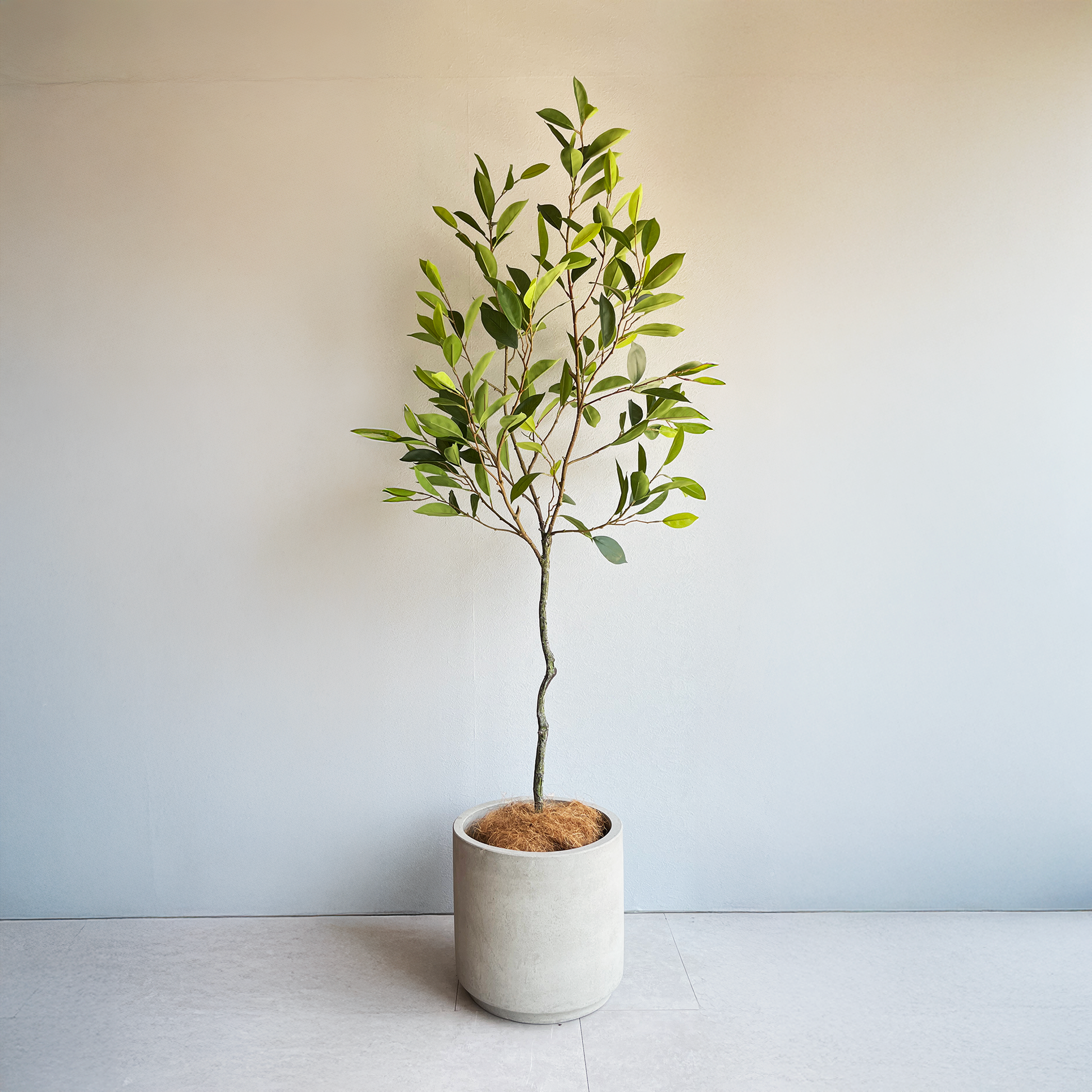 リネアエアリーツリー 150cm1