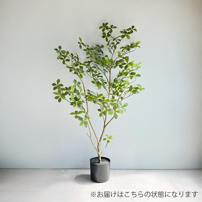 マダガスカルアーモンドツリー 125cm- フェイクグリーン専用通販サイト