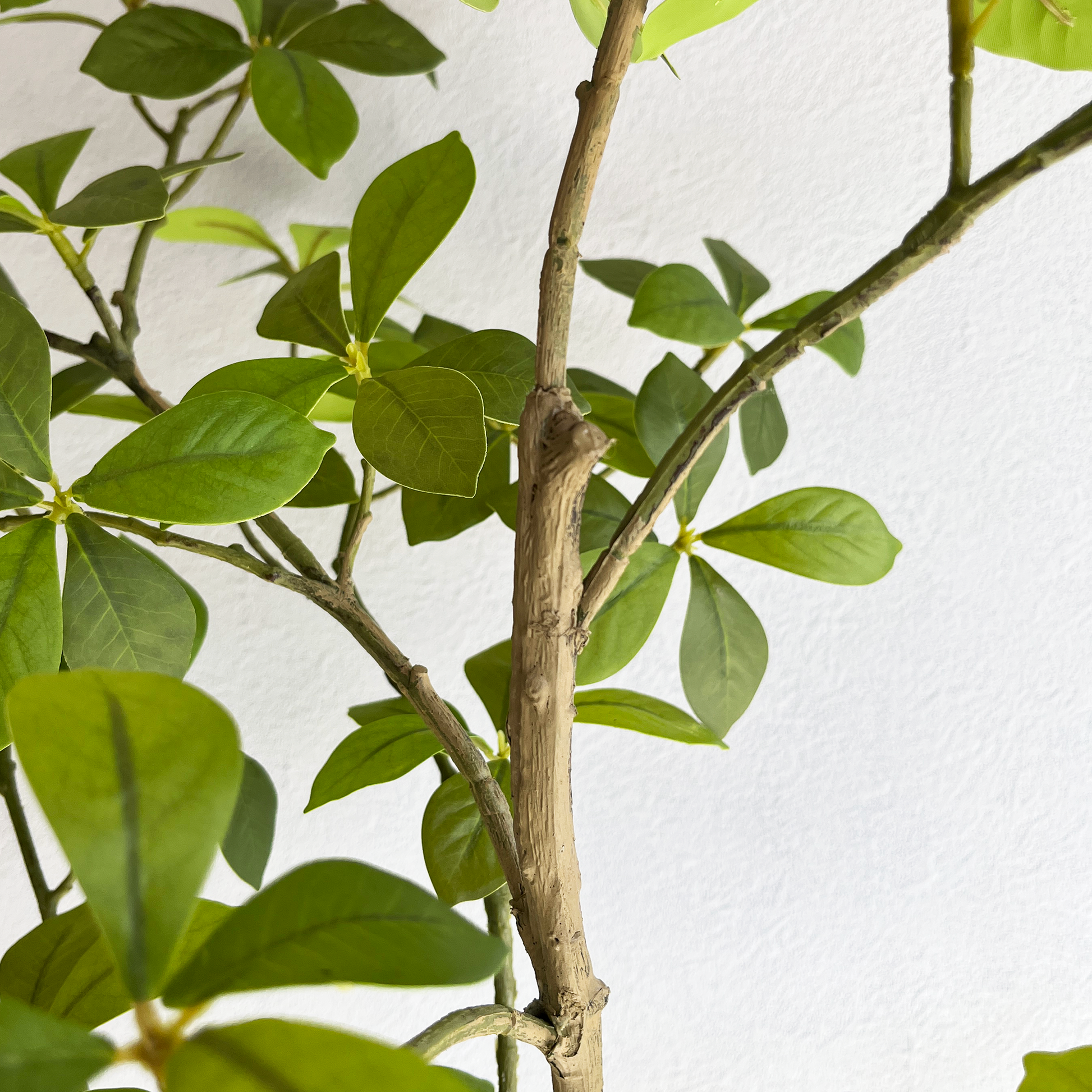 マダガスカルアーモンドツリー 125cm４
