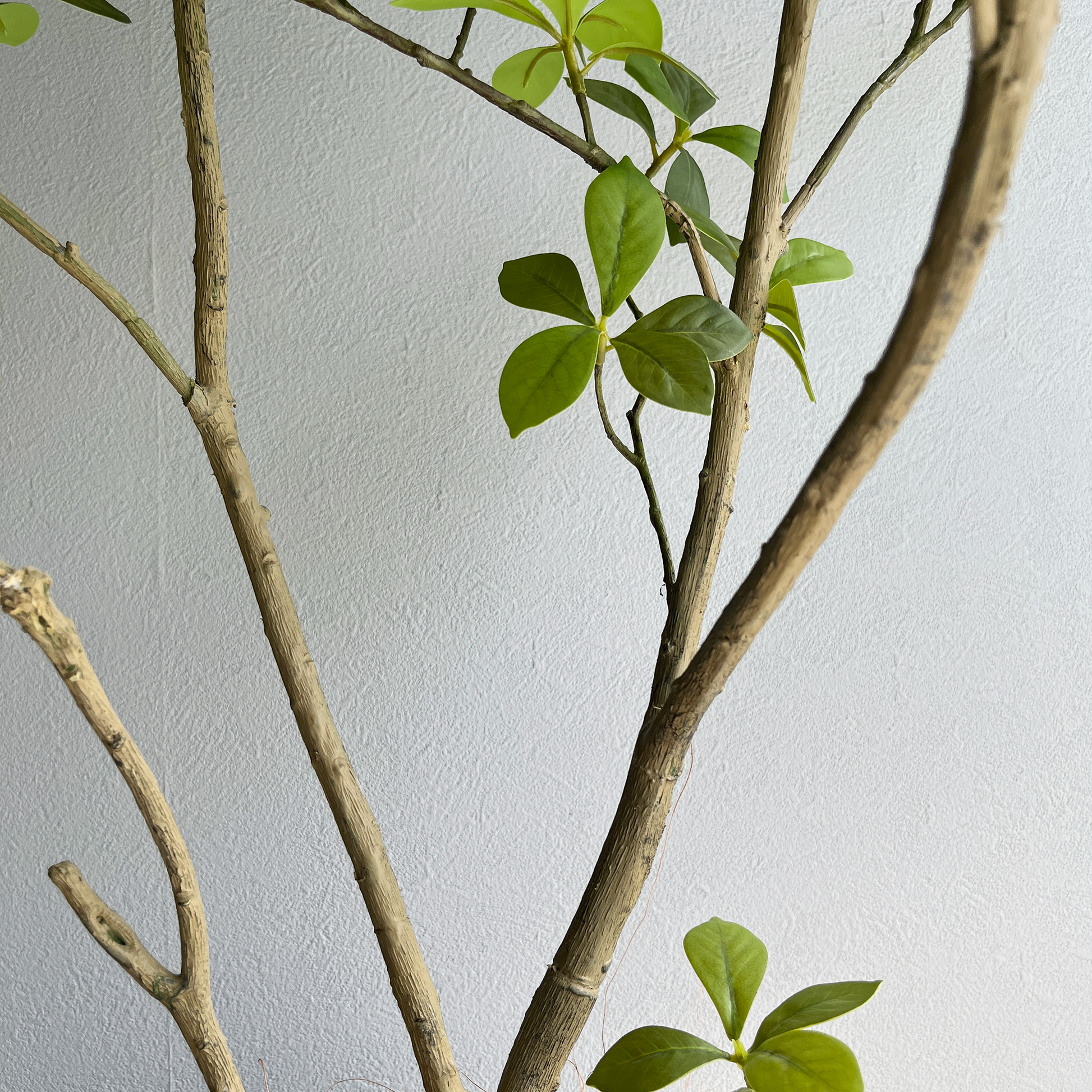 マダガスカルアーモンドツリー 125cm６