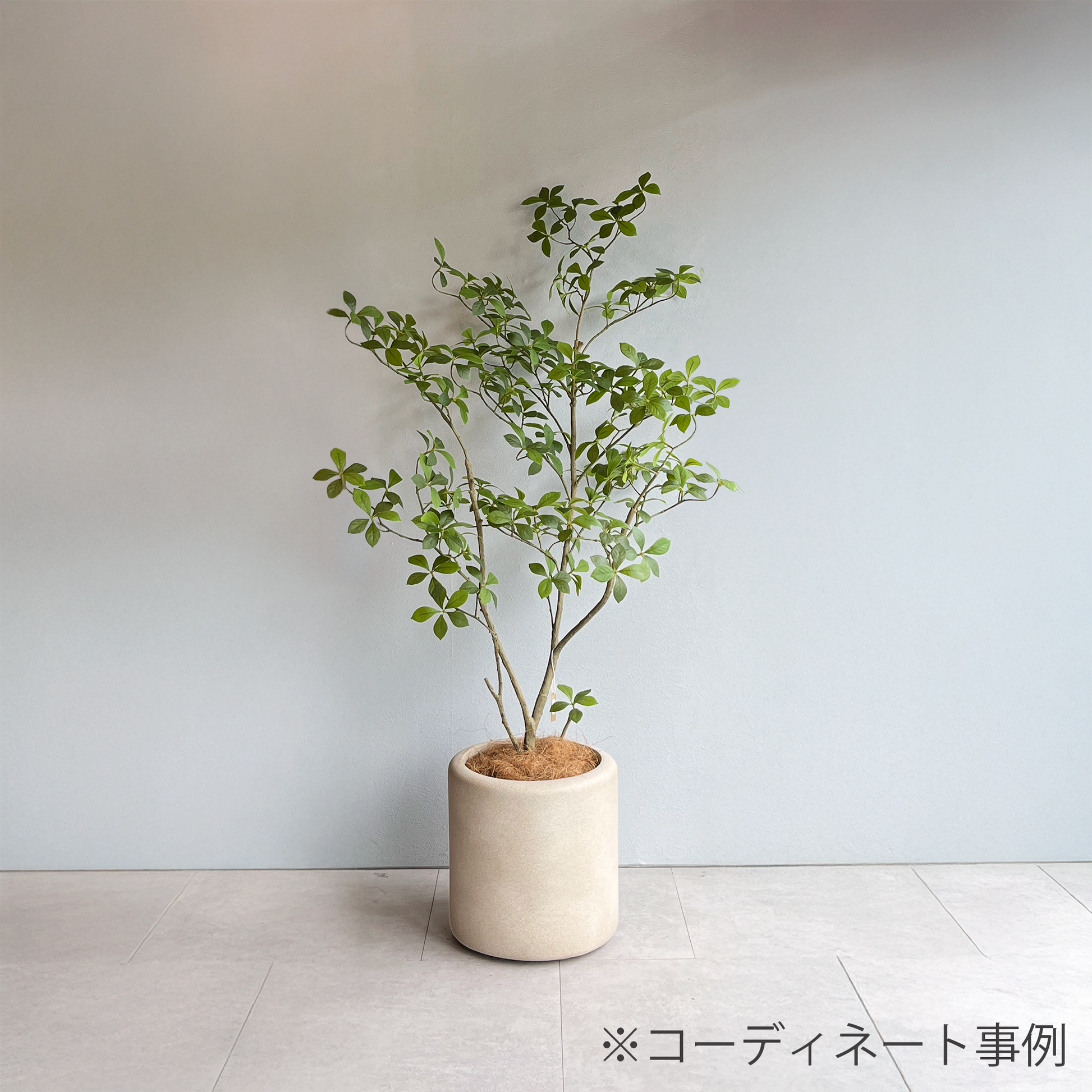 マダガスカルアーモンドツリー 125cm８