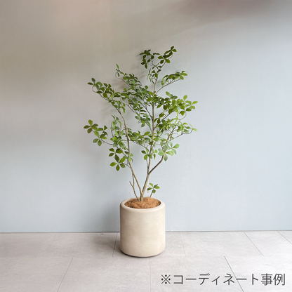 マダガスカルアーモンドツリー 125cm８