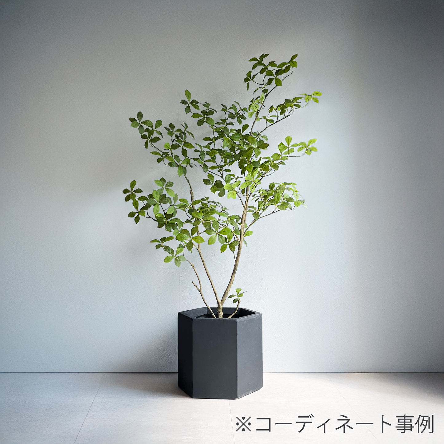 マダガスカルアーモンドツリー 125cm９
