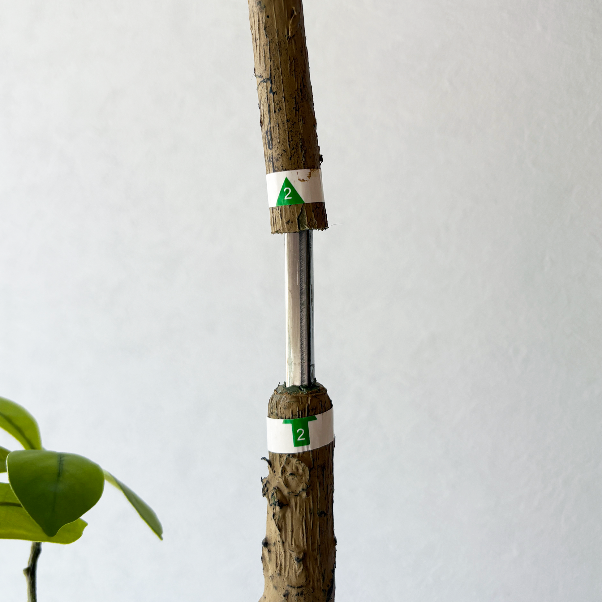 マダガスカルアーモンドツリー 160cm３