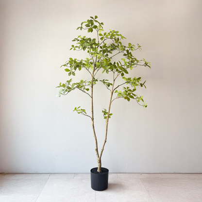 マダガスカルアーモンドツリー 160cm５