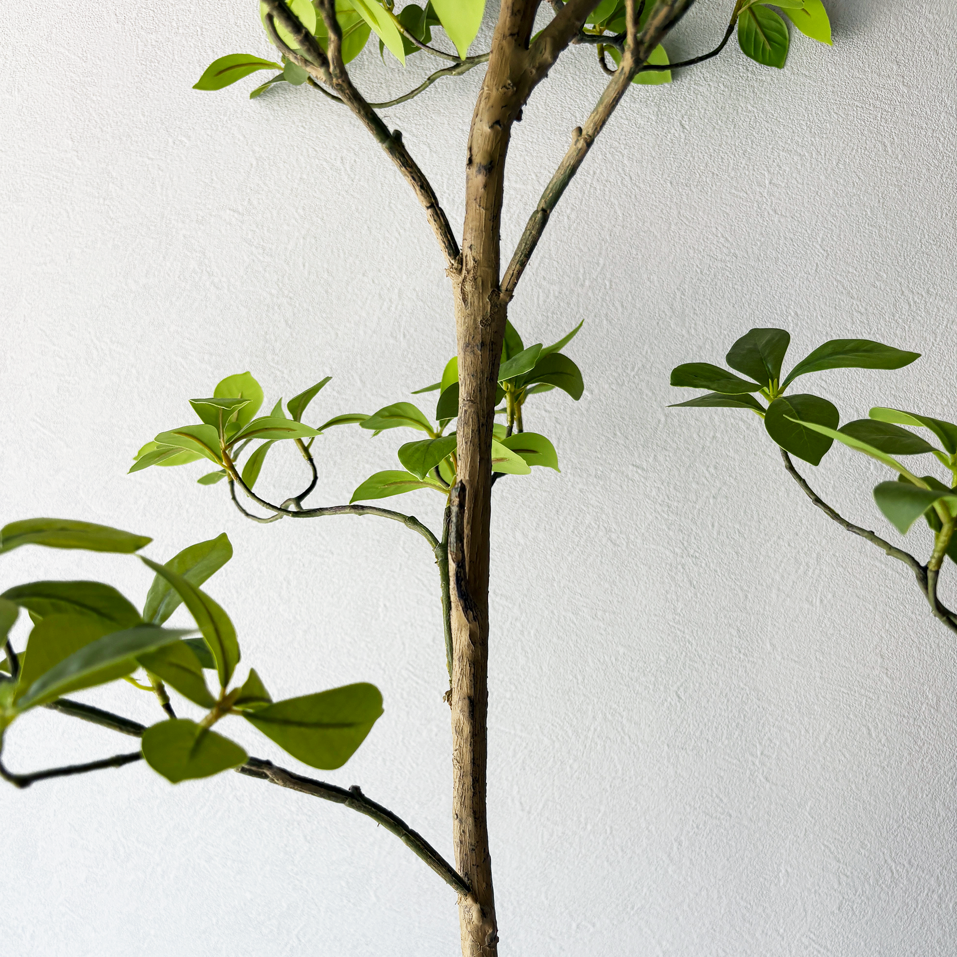 マダガスカルアーモンドツリー 160cm７