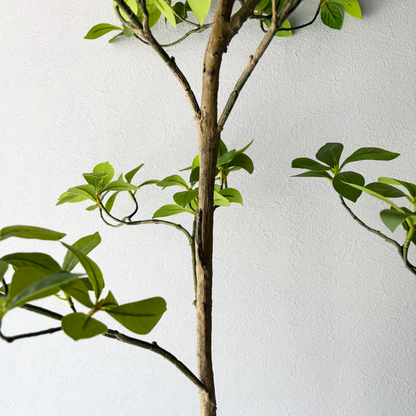 マダガスカルアーモンドツリー 160cm７