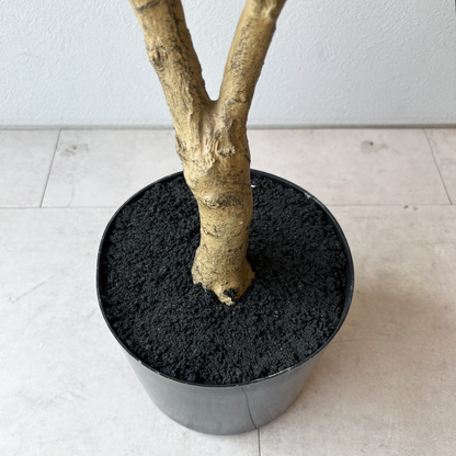 マダガスカルアーモンドツリー 160cm９