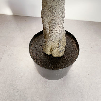モクレンの木 180cmの根元部分。鉢との接続部が自然に仕上げられています。