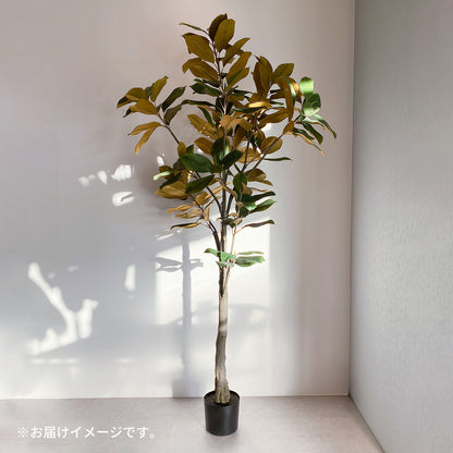 モクレンの木 180cmのお届け時イメージ。サイズ感や梱包の参考に。