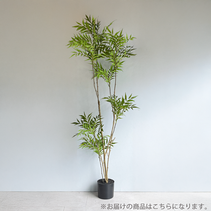 マホニアツリー 180cm３