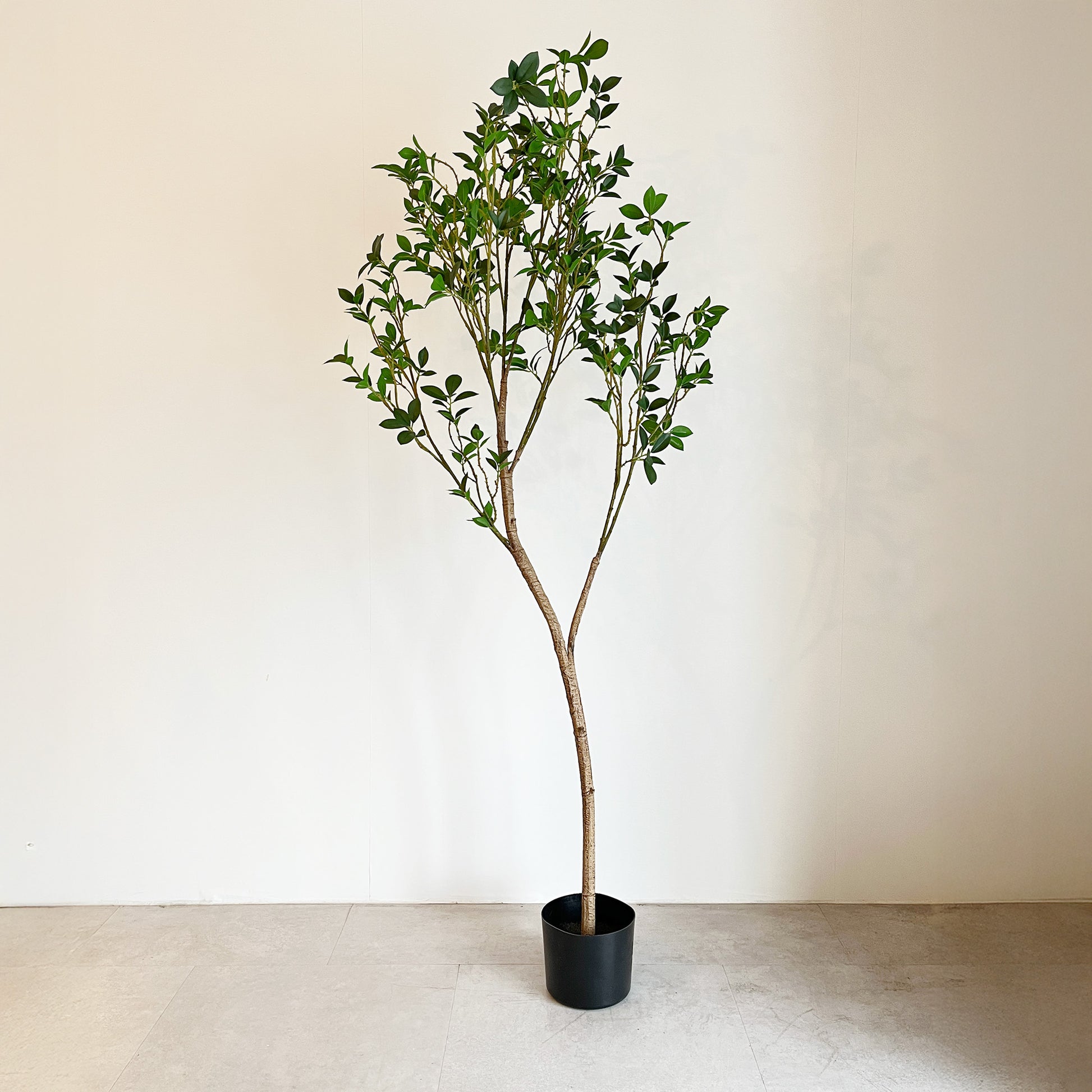 ミクロフィカス 150cm全体