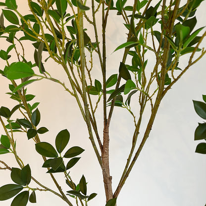 ミクロフィカス 150cm幹と葉