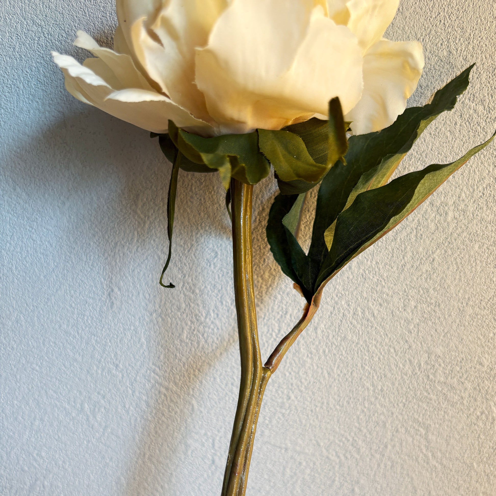 ミルキーピオニー3