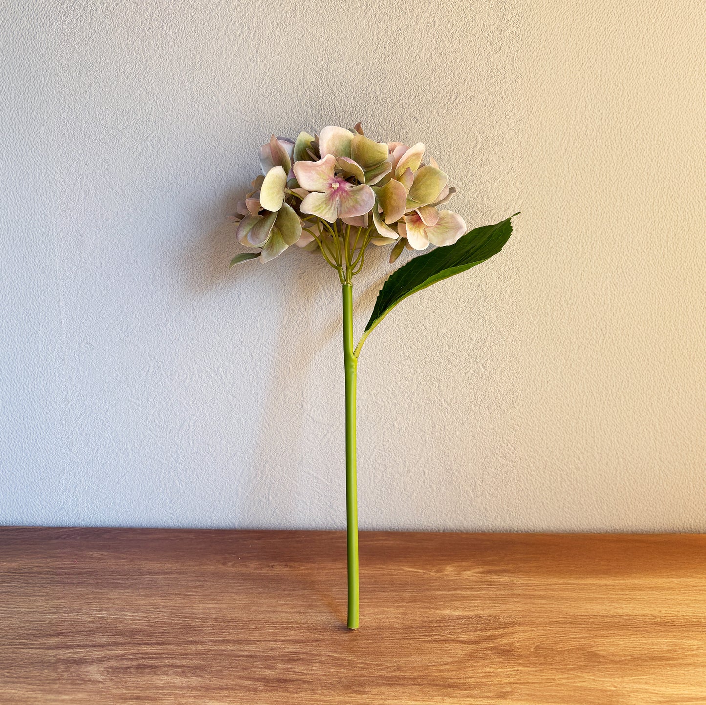 ミストグリーン ハイドレンジア1