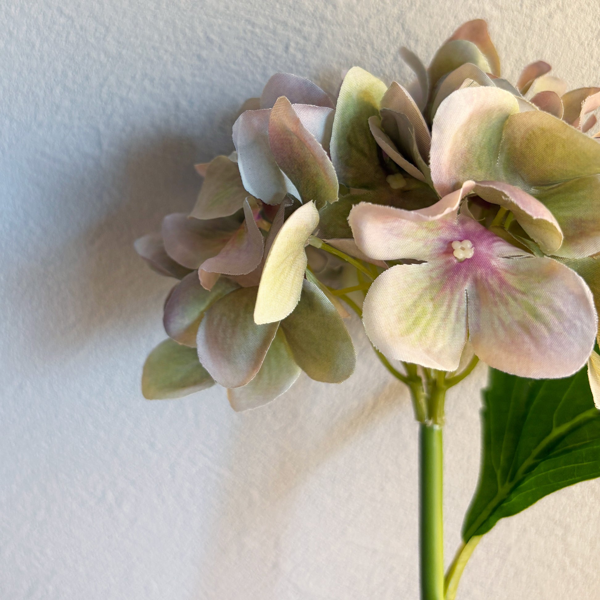 ミストグリーン ハイドレンジア3