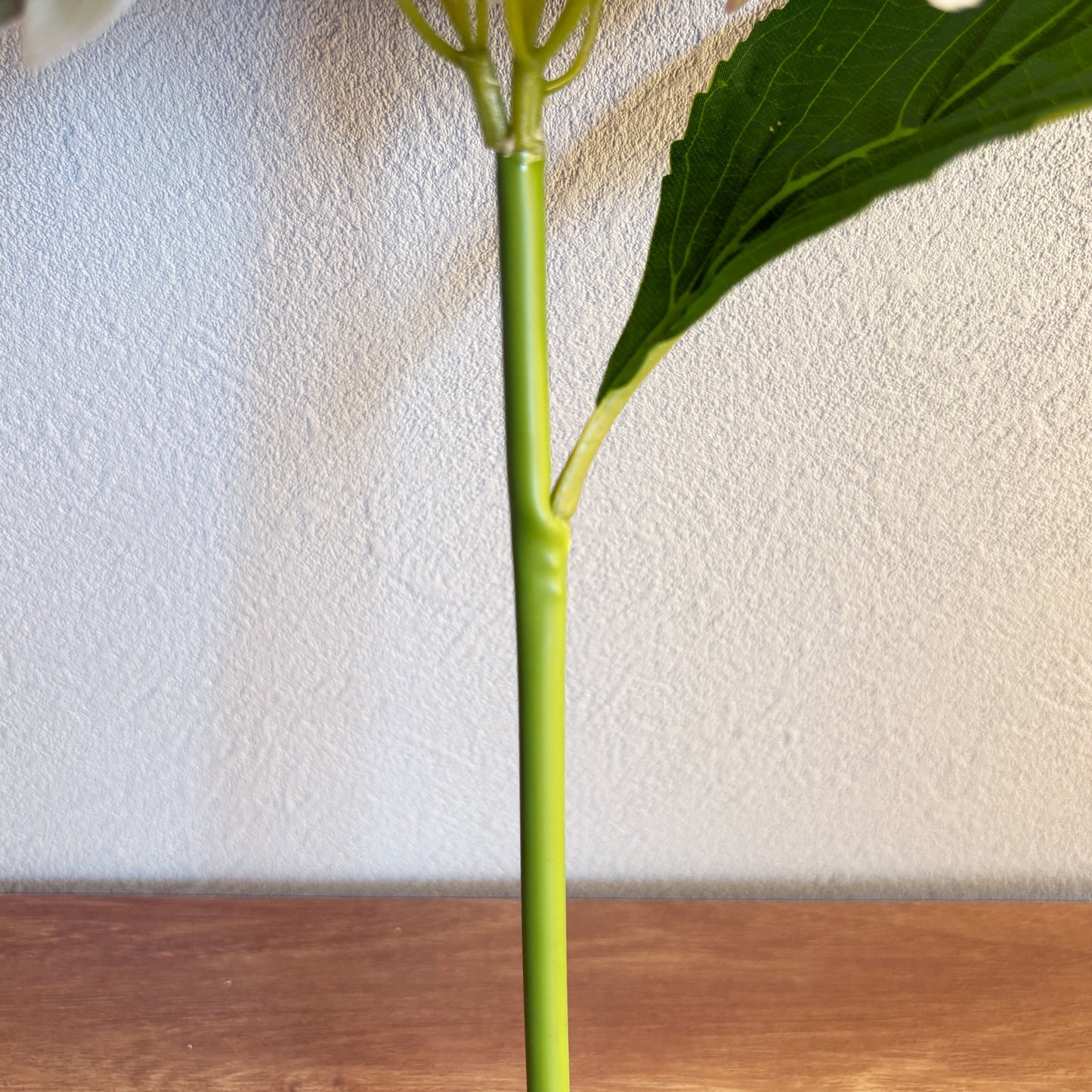 ミストグリーン ハイドレンジア4