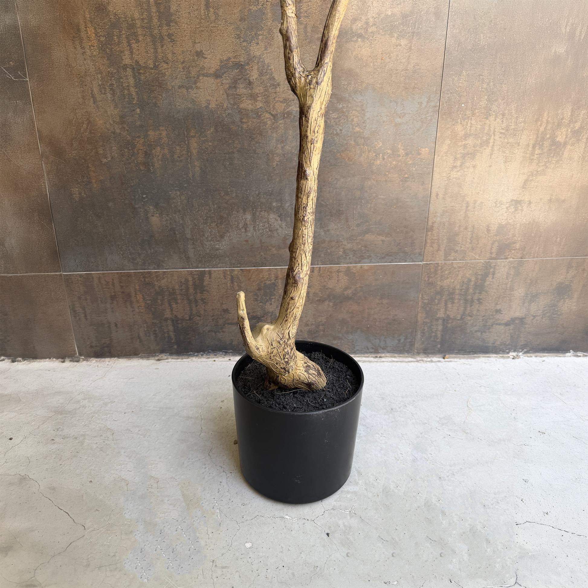 モダン カシワバリーフ 150cm4