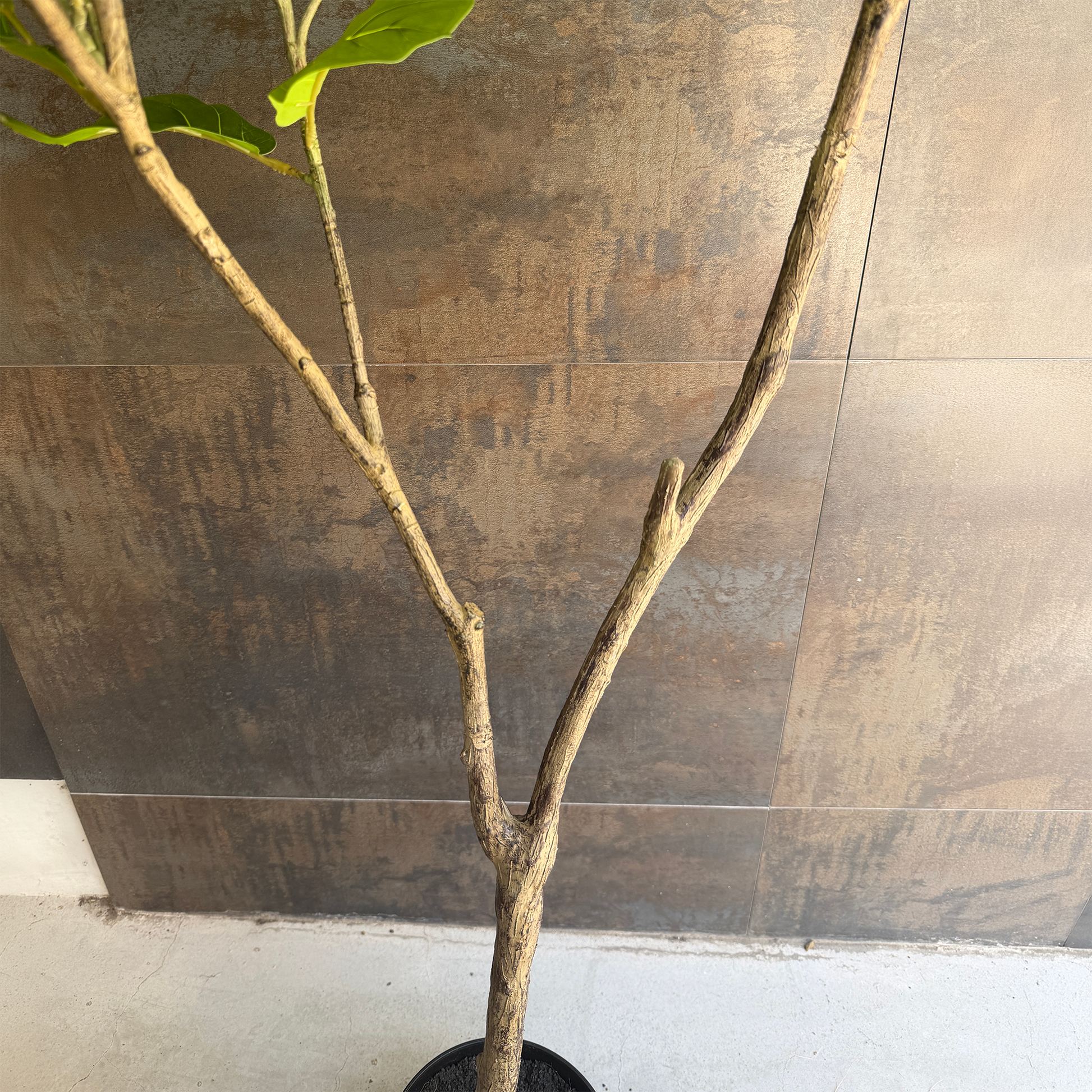モダン カシワバリーフ 150cm5