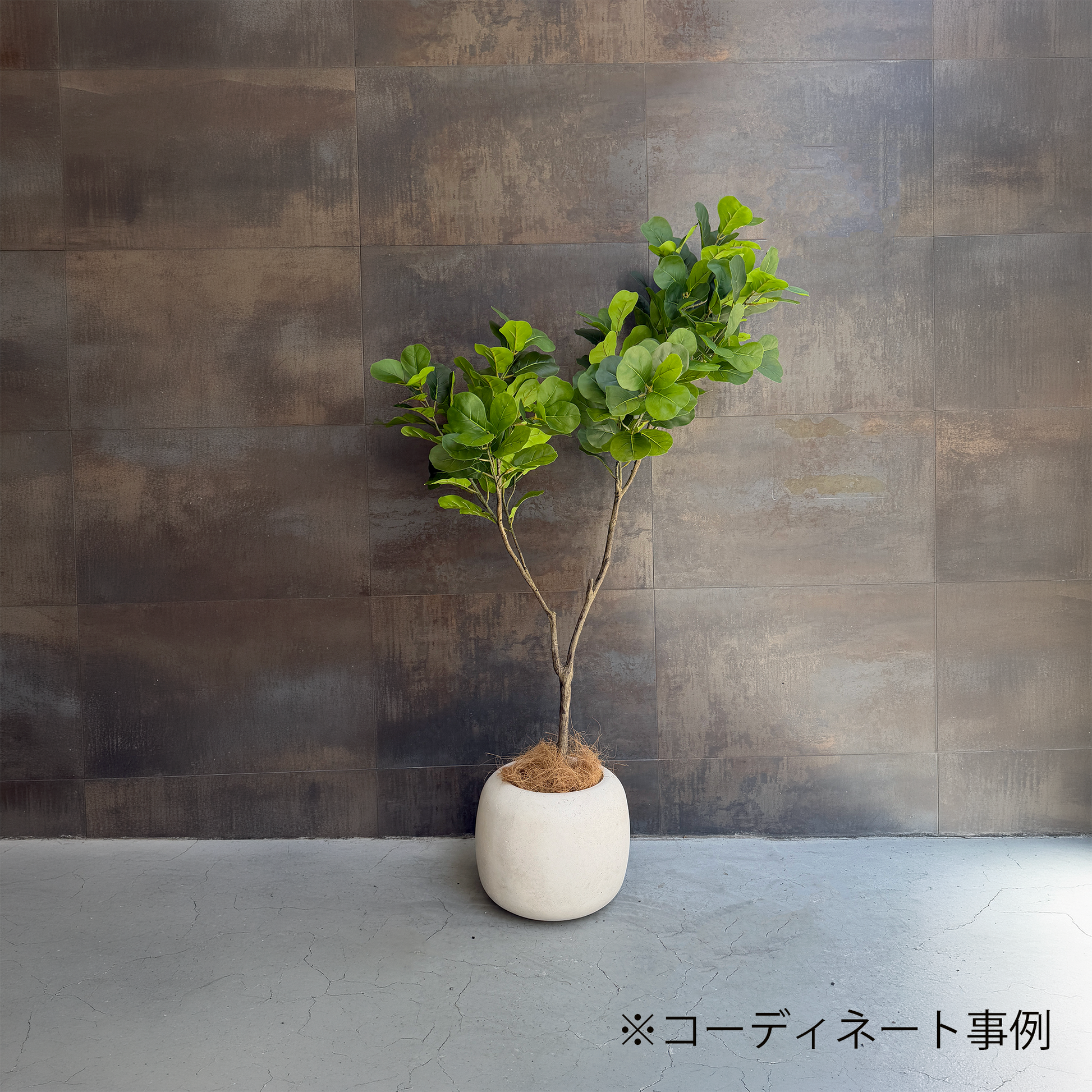 モダン カシワバリーフ 150cm6