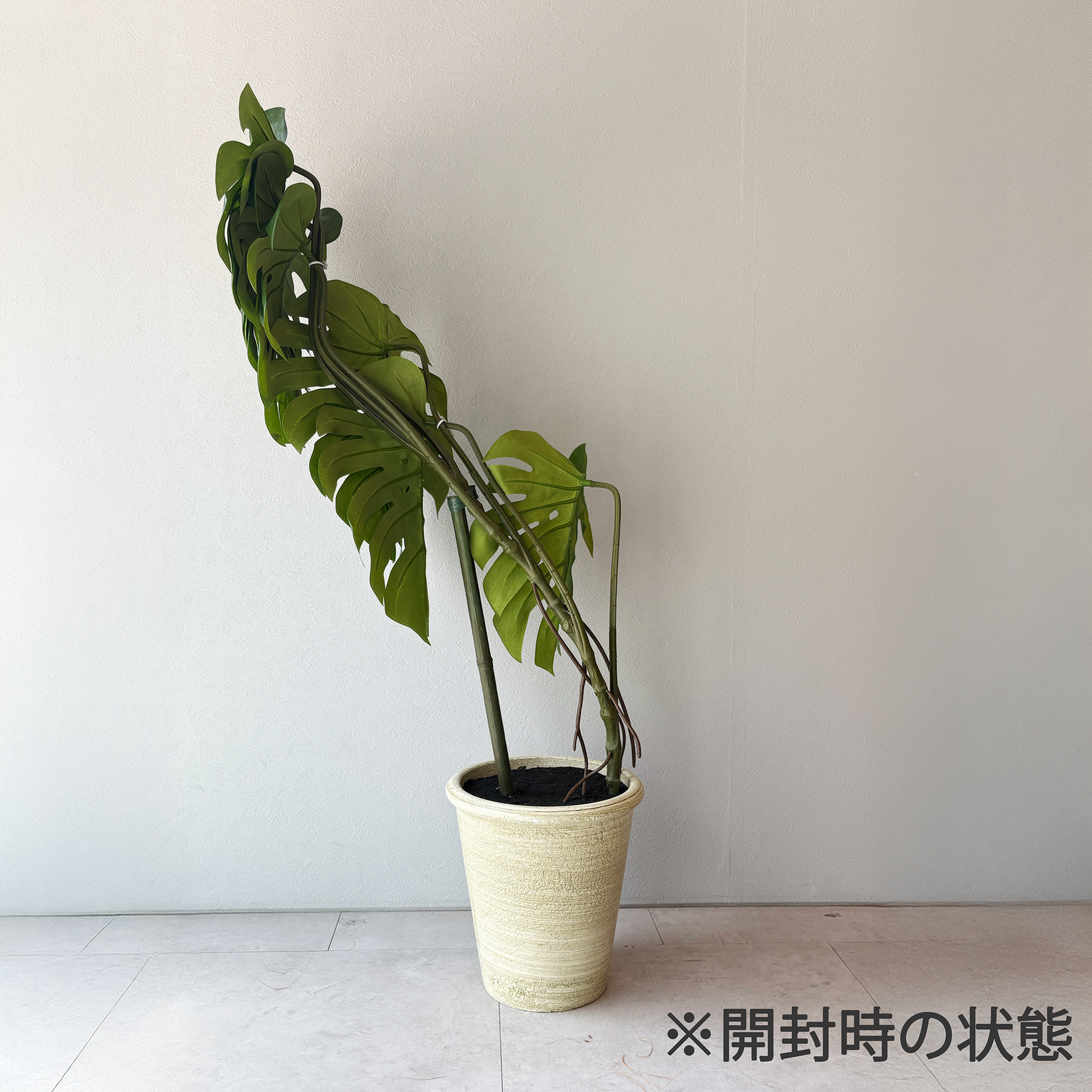 モンステラ・グランデリーフポット 110cm３