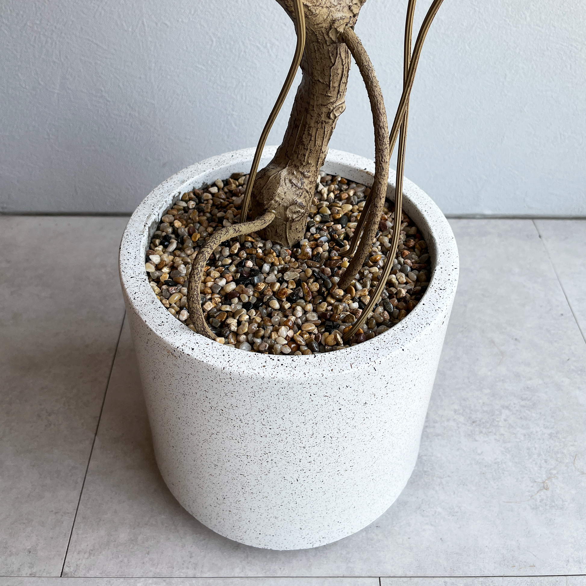 モンステラ　蕾付き monstera-moderate-pot1.png?v=