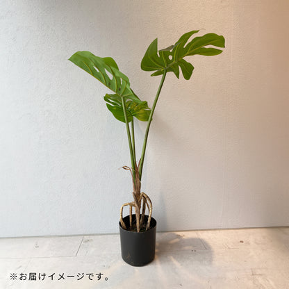 モンステラ künstlicheのお届けイメージ。