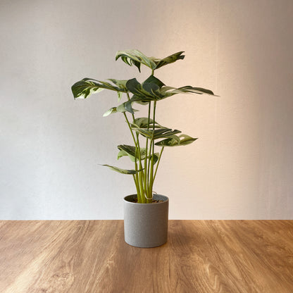 斑入りモンステラ CEMENT POTの全体画像。高さ37cmの希少品種を再現したフェイクグリーン。