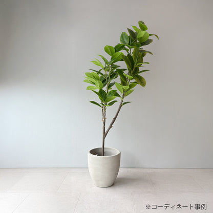 ナチュラルストーンポットデザイン