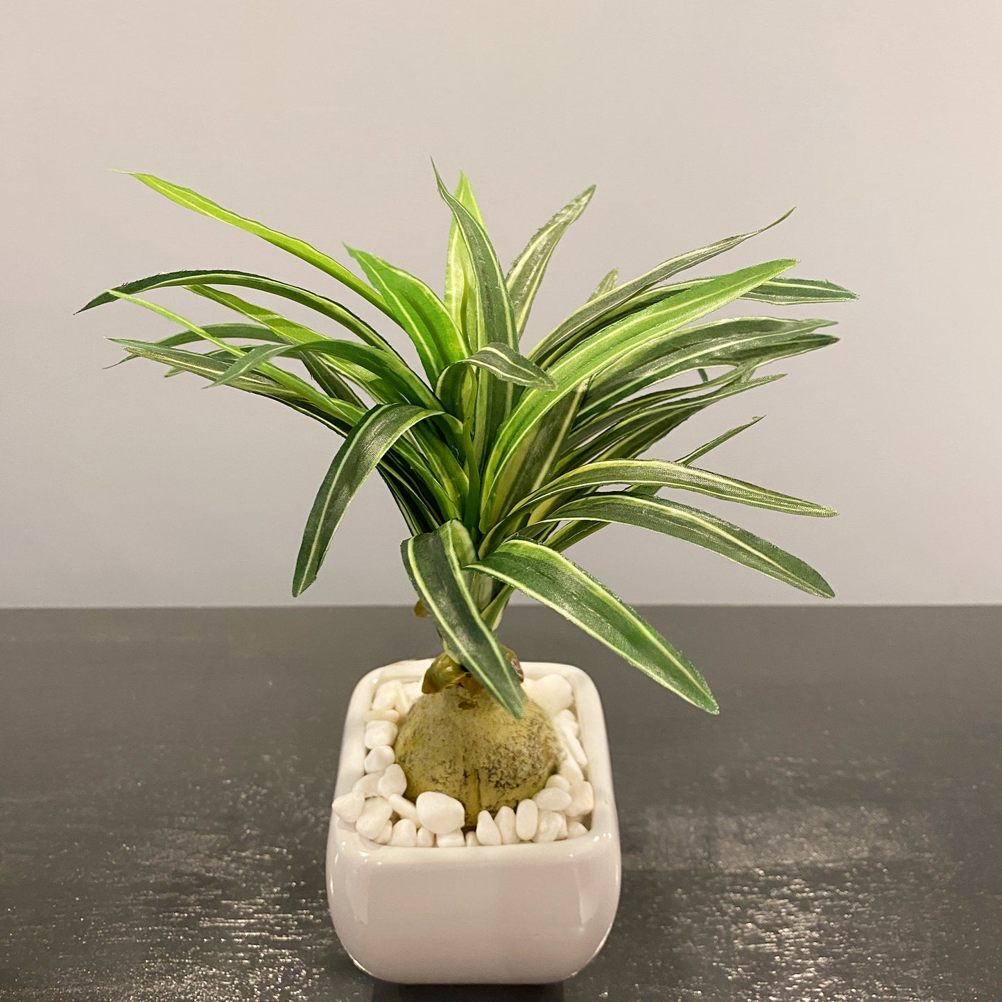トックリランを斜め上から撮影。白い鉢に植えられ、スタイリッシュな印象です。