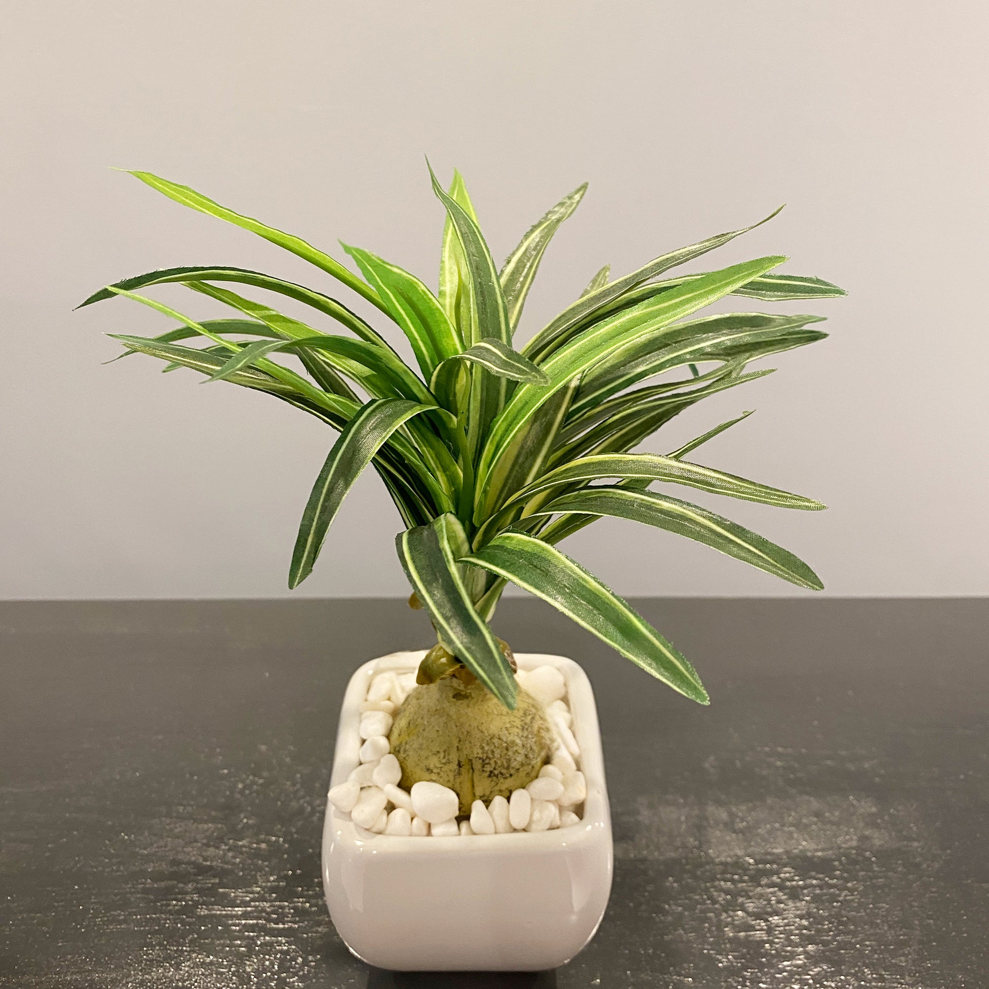 トックリランを斜め上から撮影。白い鉢に植えられ、スタイリッシュな印象です。