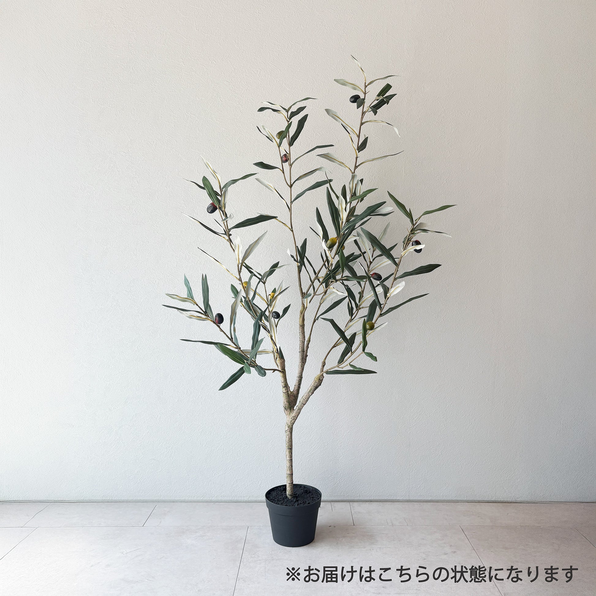 olivetree-90cm2