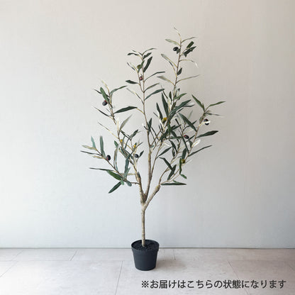 olivetree-90cm2